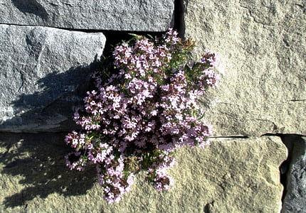 fali virágok, sárgaviola, rock növények, kék párna, Aubrieta x lactiflora, Amriswil, Thurgau