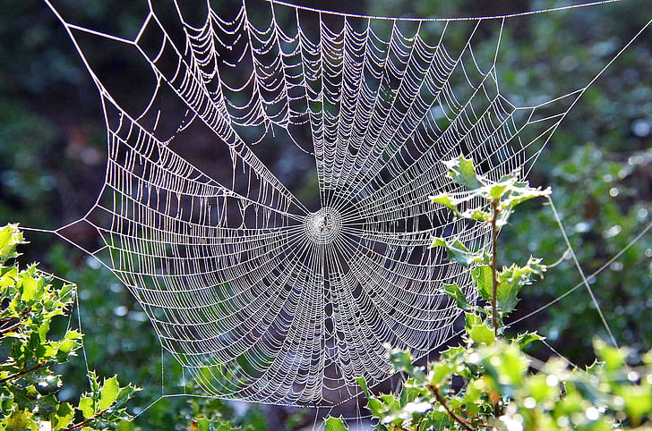 nature, spider web, dew