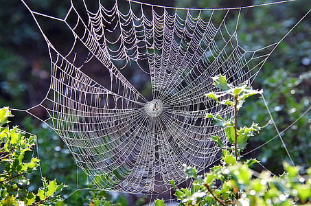 doğa, örümcek ağı, çiy