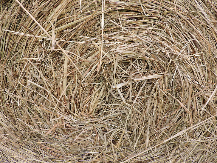 hay bale, farm, closeup, round, bale, feed, agriculture