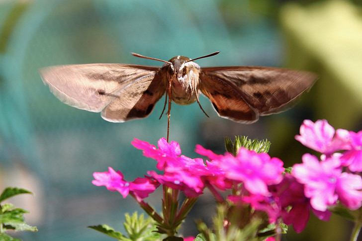 kolibrie nachtvlinder, Hawk-moth, insect, Tuin, natuur, nectar, bloem