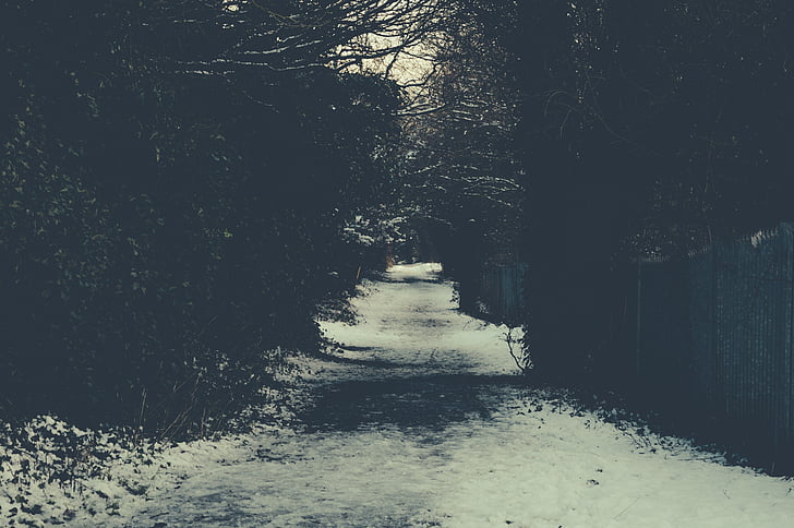 grayscale, photography, trees, path, sidewalk, snow, winter