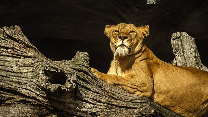 Panthera leo, oroszlán, oroszlán, női, állatkert, Hagenbeck, Hamburg