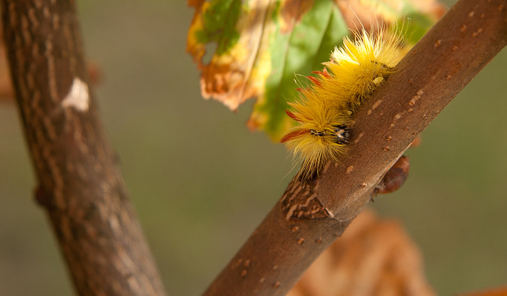 Hibou boeuf Maple, Caterpillar, poilue, jaune, orange jaune, nature, été