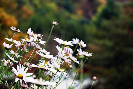 꽃, 흰 꽃, 꽃 정원