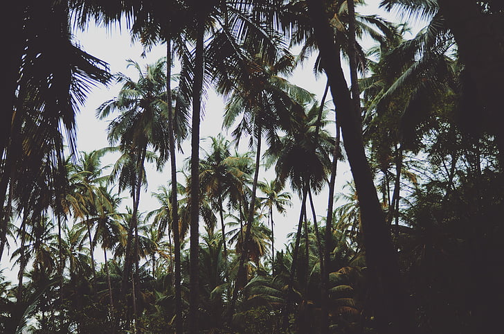 nature, palm trees, trees, palm tree, tree, day, no people