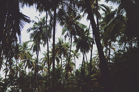 natuur, palmbomen, bomen, palmboom, boom, dag, geen mensen