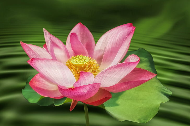 flower, blossom, bloom, water lily, nuphar lutea, lotus flower, plant