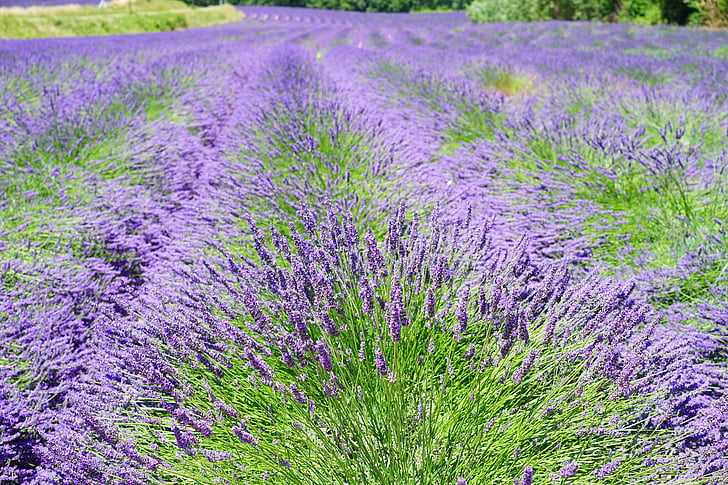 lavender field, flowers, purple, flora, floral, lavender, lavender flowers