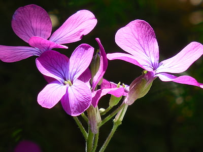 money plant, purple, plant, nature, wildflower, summer, blossom