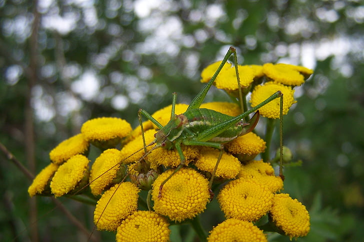 flower, grasshopper, insect, nature, yellow, plant