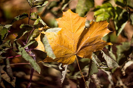 листья, клен, Осень, кусты, желтый, лист, Природа