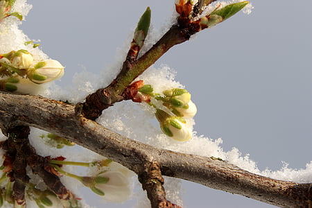 albero di prugna, Prunus domestica, germoglio di prugna, Bud, Blossom, foglie, primavera