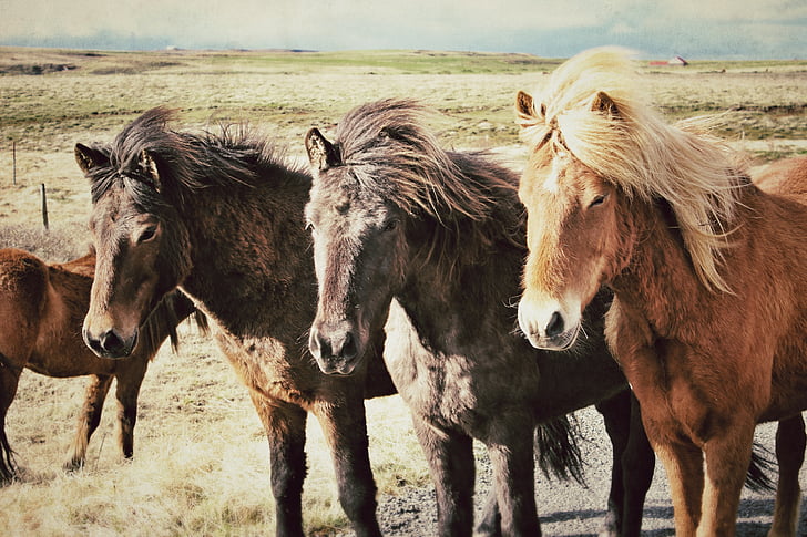 caballos, caballos de Islandia, Islandia, animales, campo, tres caballos, caballos en una fila