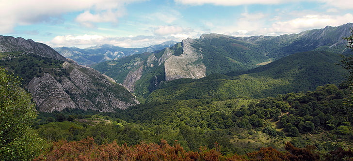 skogen, nätverk, Asturias, Spanien, landskap, naturen, träd