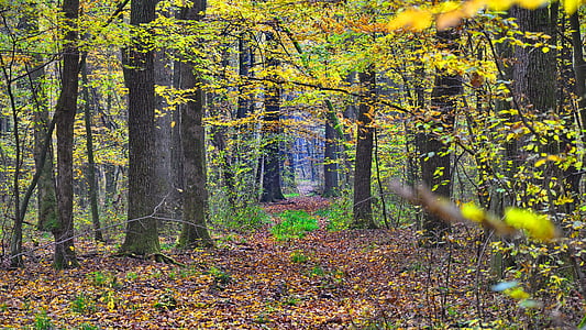 efterår, skov, natur, Avar