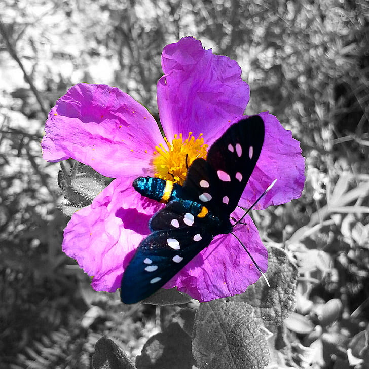 vlinder, bloem, achtergrond, insect, natuur, vlinder - insecten, multi gekleurd