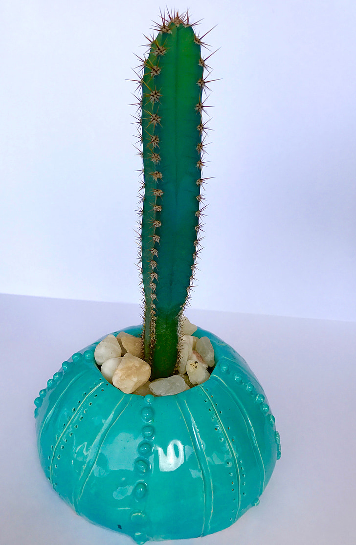 Cactus, kiukkuinen, piikikäs, Thorn, mehevä, kesällä