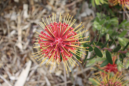 fynbos, Sudáfrica, ciudad del cabo, Kirstenbosch, planta, flor, floración