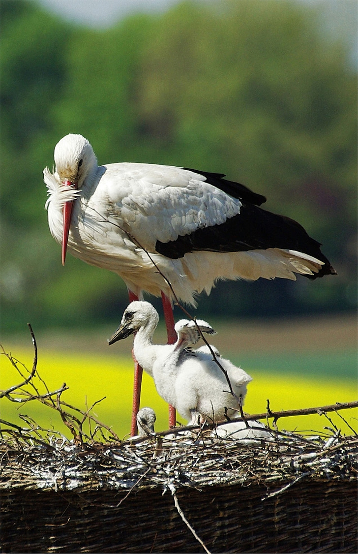 Stork, unge stork, storchennest