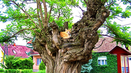 котка, акация, червена котка, улица, дърво, архитектура
