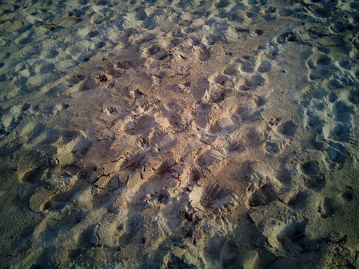Sand, stranden, slitbanor, fotspår, barfota, fötter, konsistens