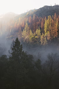 Grün, Blatt, Anlage, Nebel, Foto, Herbst, Wald
