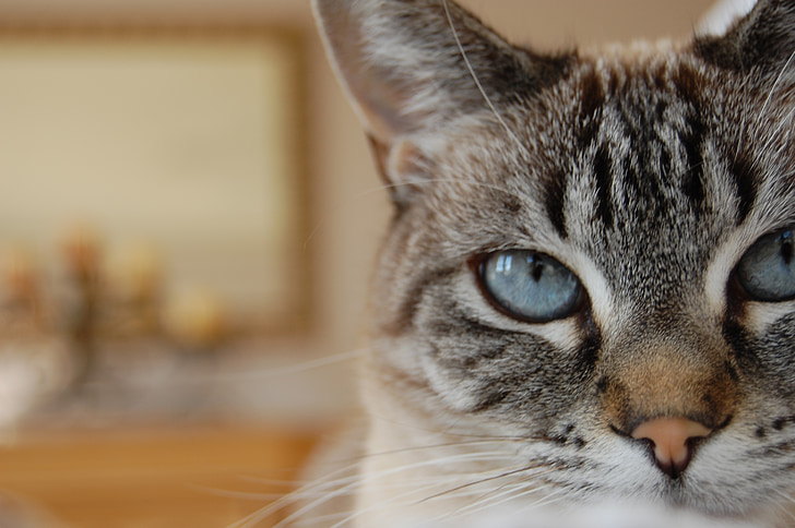 gato, ojos azules, Lynx point siamés, felino, ojo, gris, animales de compañía