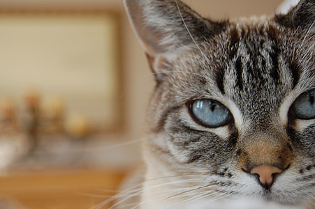 katė, mėlynos akys, lūšis punktas Siamo (Siamese), kačių, akių, pilka, augintiniai