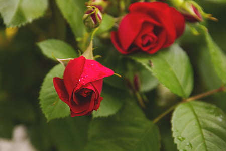 червоний, Троянди, закрити, Фото, квіти, Природа, цвітіння