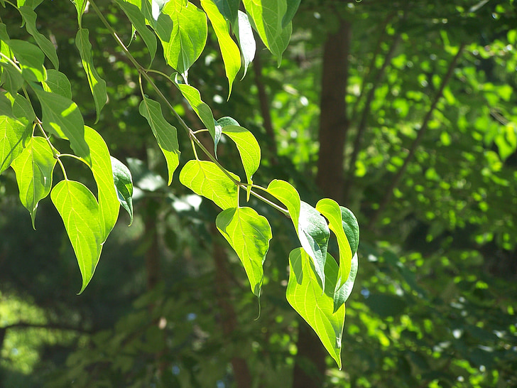 leaves, green, tree, branch, nature, summer
