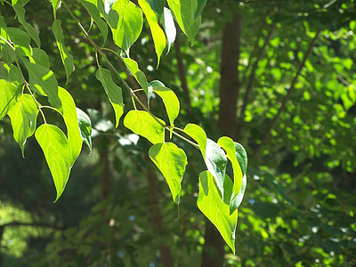 feuilles, vert, arbre, Direction générale de la, nature, été