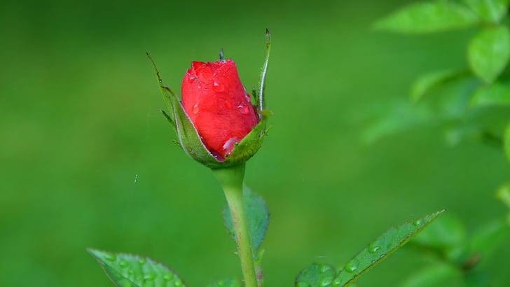 růže, květ, Bloom, květ, červená