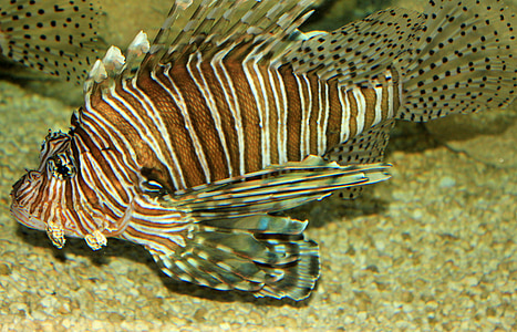 lionfish, cá, độc hại, tôi à?, thủy, dưới nước, động vật