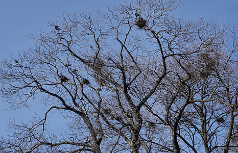 bird's nest, birds, rooks, tree, branches, sky, spring