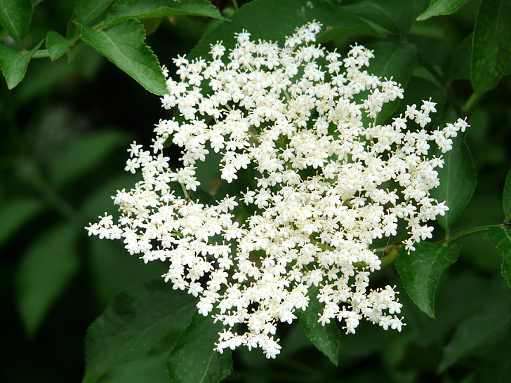 άνθος, άνθιση, λευκό, μαύρο elderberry, για ηλικιωμένους, ο Μπους, δέντρο