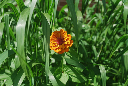 floare, Orange, iarba, verdeaţă