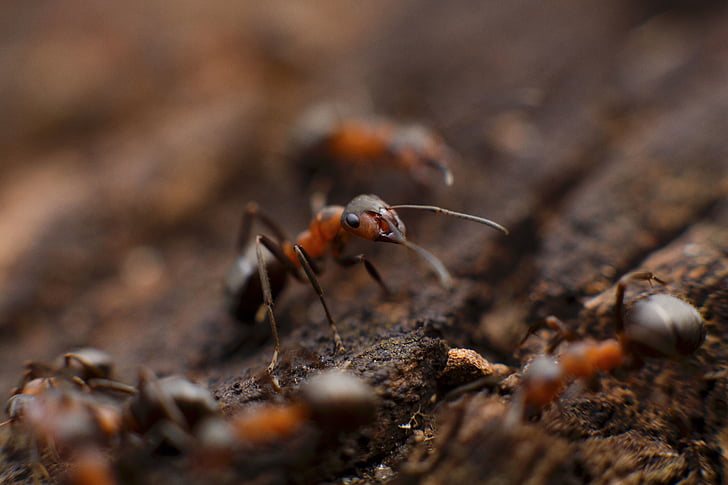Ant, insekt, makro, Stäng, närbild, jord
