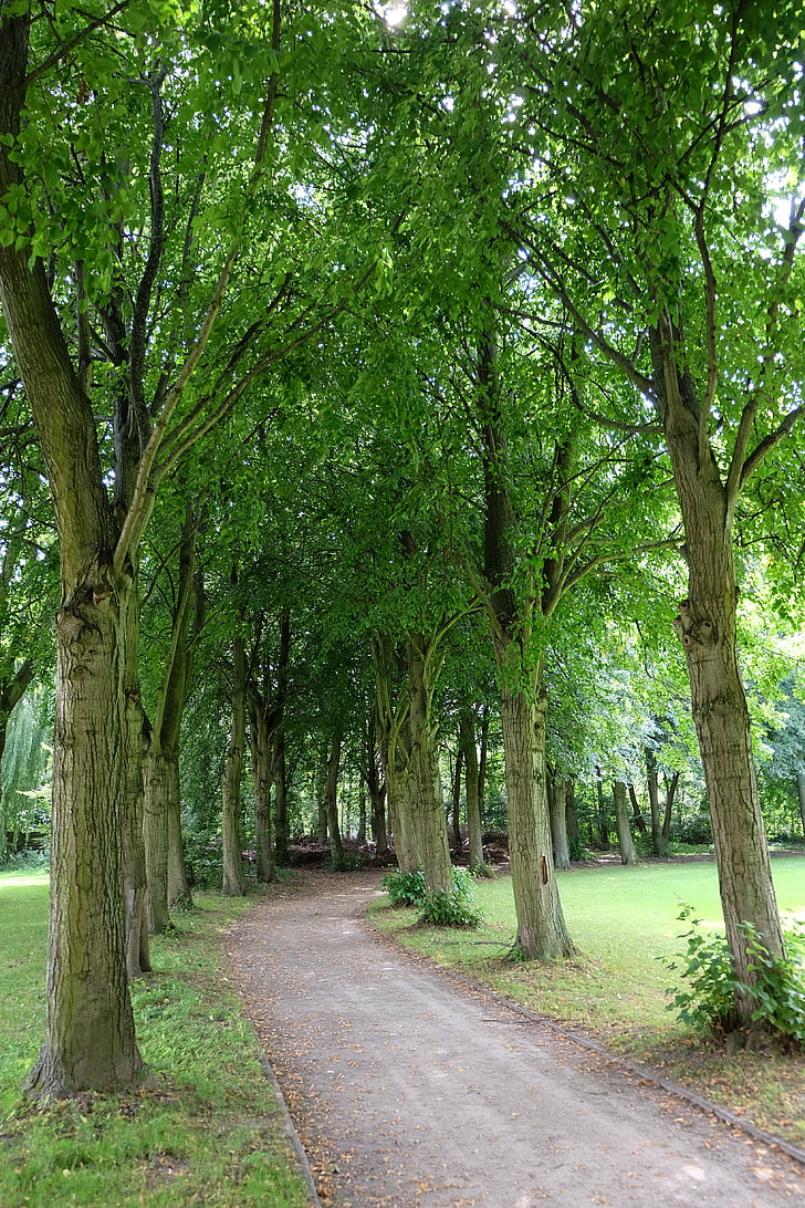 trees, avenue, away, park, mood, nature, tree lined avenue