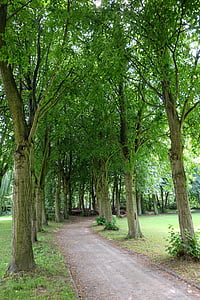 drzewa, Avenue, od, Park, nastrój, Natura, zadrzewionej alei