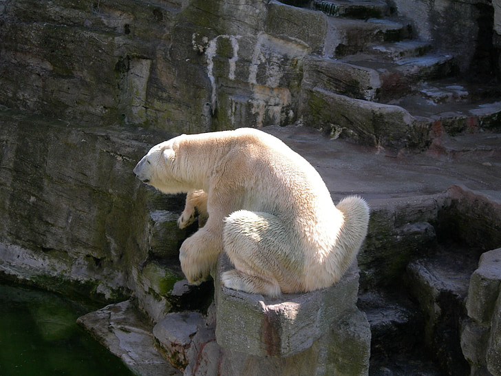 หมีขั้วโลก, หมี, โลกของสัตว์, หวาน, หมี, สวนสัตว์, ส่วนที่เหลือ