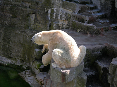 urso polar, urso, mundo animal, doce, ursos, jardim zoológico, descanso