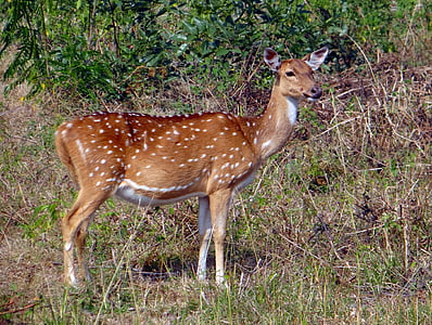 spotted deer, chital, axis axis, deer, wildlife, mammal, wild