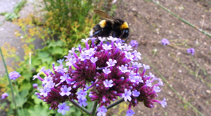 lebah, bunga, serbuk sari, serangga, penyerbukan, alam, musim panas