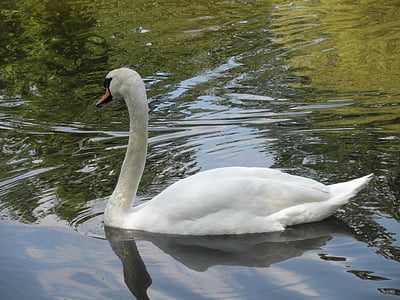 swan, pond, water, bird, nature, lake, animal