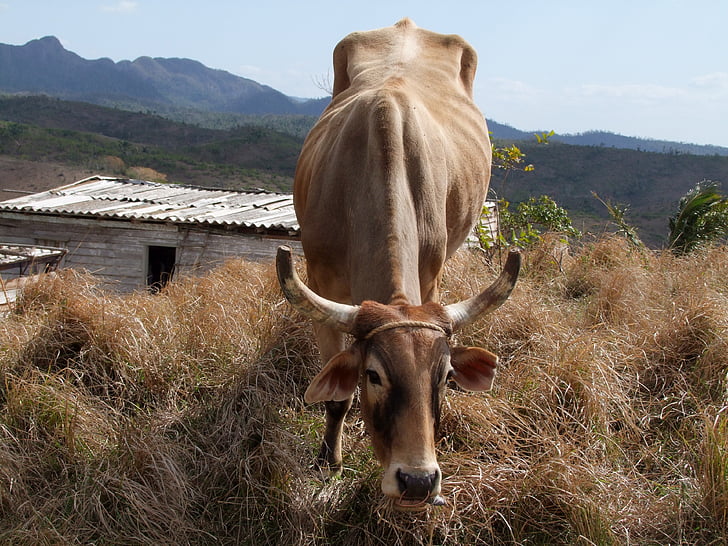 mezőgazdaság, haszonállat, tehén, vidéki, állattenyésztés, napidíjak, Kuba