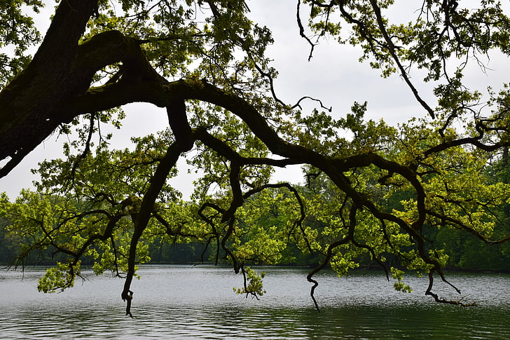 дърво, езеро, самота, пейзаж, мълчи, природата, меланхолия