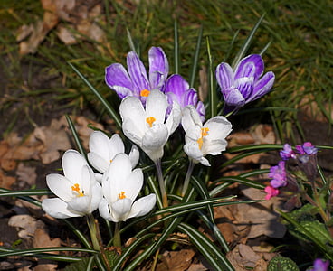Šafrán, květiny, jaro, závod, fialová, bílá, Příroda