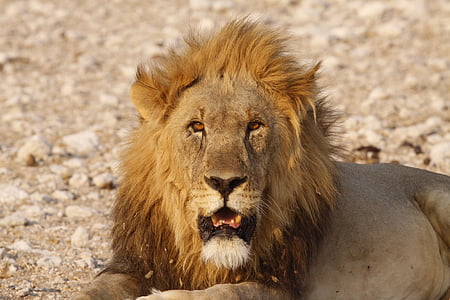 løve, Pasha, Afrika, løve - feline, Wildlife, Safari dyr, utæmmet kat