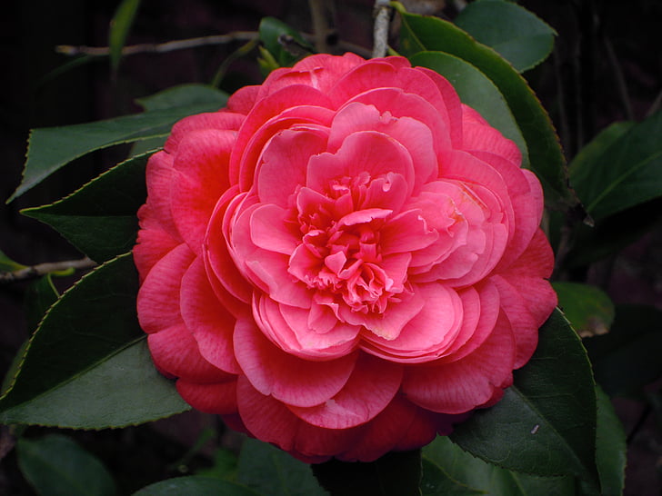 Camellia, červená